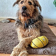 Rio participe au concours pour gagner de l'argent avec cette photo : dog, brown_dog, furry, pet, indoor, rug, toy_football, paws, crossed_paws, close_up, collar, looking_up, whiskers, living_room, hardwood_floor, wall_texture, plant, calm, portrait, playful