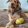 dog, brown_dog, furry, pet, indoor, rug, toy_football, paws, crossed_paws, close_up, collar, looking_up, whiskers, living_room, hardwood_floor, wall_texture, plant, calm, portrait, playful