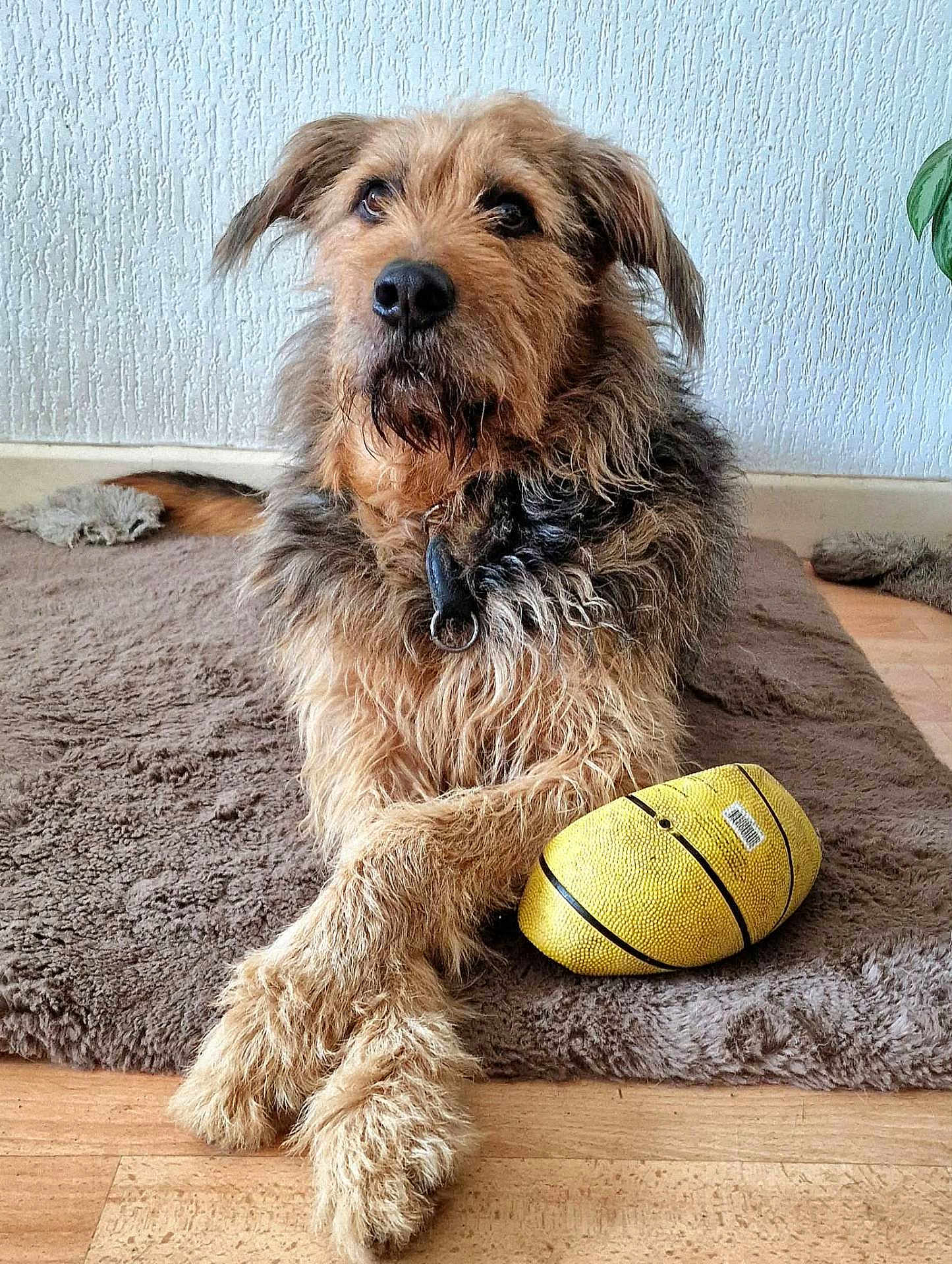 Rio participe au concours pour gagner de l'argent avec cette photo : dog, brown_dog, furry, pet, indoor, rug, toy_football, paws, crossed_paws, close_up, collar, looking_up, whiskers, living_room, hardwood_floor, wall_texture, plant, calm, portrait, playful