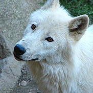 Hercule a rejoint le concours — aidez-le/la à gagner de superbes lots ! berger_blanc_suisse, canidae, canis, canis_lupus_tundrarum, carnivore, dog, dog_breed, greenland_dog, kintamani, korean_jindo_dog, mammal, rare_breed_dog, vertebrate, white_shepherd, wildlife, wolfdog