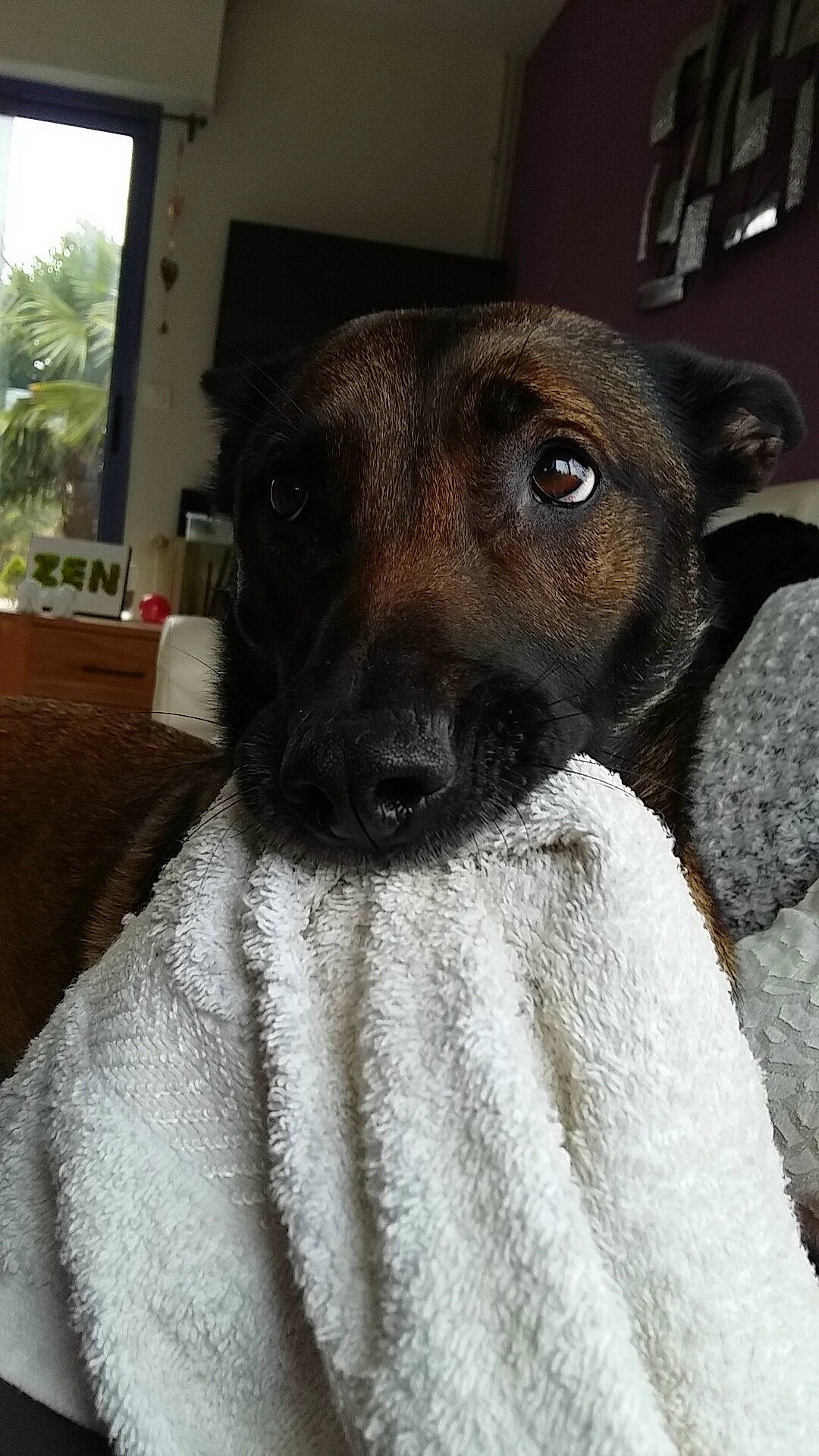 Izis participe au concours pour gagner de l'argent avec cette photo : canidae, carnivore, dog, dog_breed, eye, mountain_cur, nose, patterdale_terrier, plott_hound, potcake_dog, puppy, rare_breed_dog, snout, sporting_group, whiskers