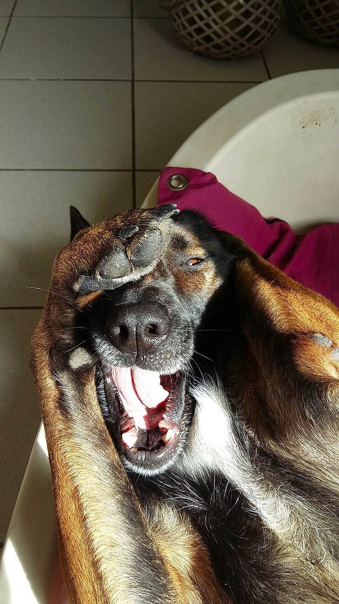 Izis a rejoint le concours — aidez-le/la à gagner de superbes lots ! canidae, carnivore, dog, dog_breed, facial_expression, fang, fur, jaw, mouth, organ, snout, sporting_group, tongue, tooth, whiskers, yawn