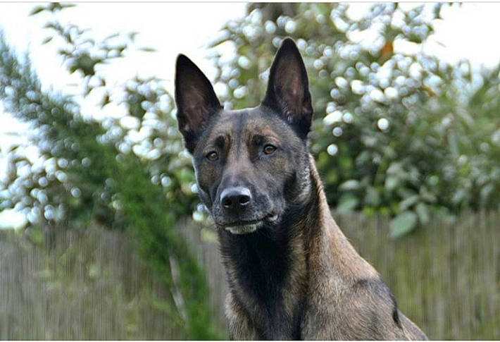 Izis a rejoint le concours — aidez-le/la à gagner de superbes lots ! ancient_dog_breeds, belgian_shepherd, belgian_shepherd_malinois, canidae, carnivore, dog, dog_breed, dutch_shepherd_dog, formosan_mountain_dog, kunming_wolfdog, mammal, rare_breed_dog, snout, vertebrate, working_dog