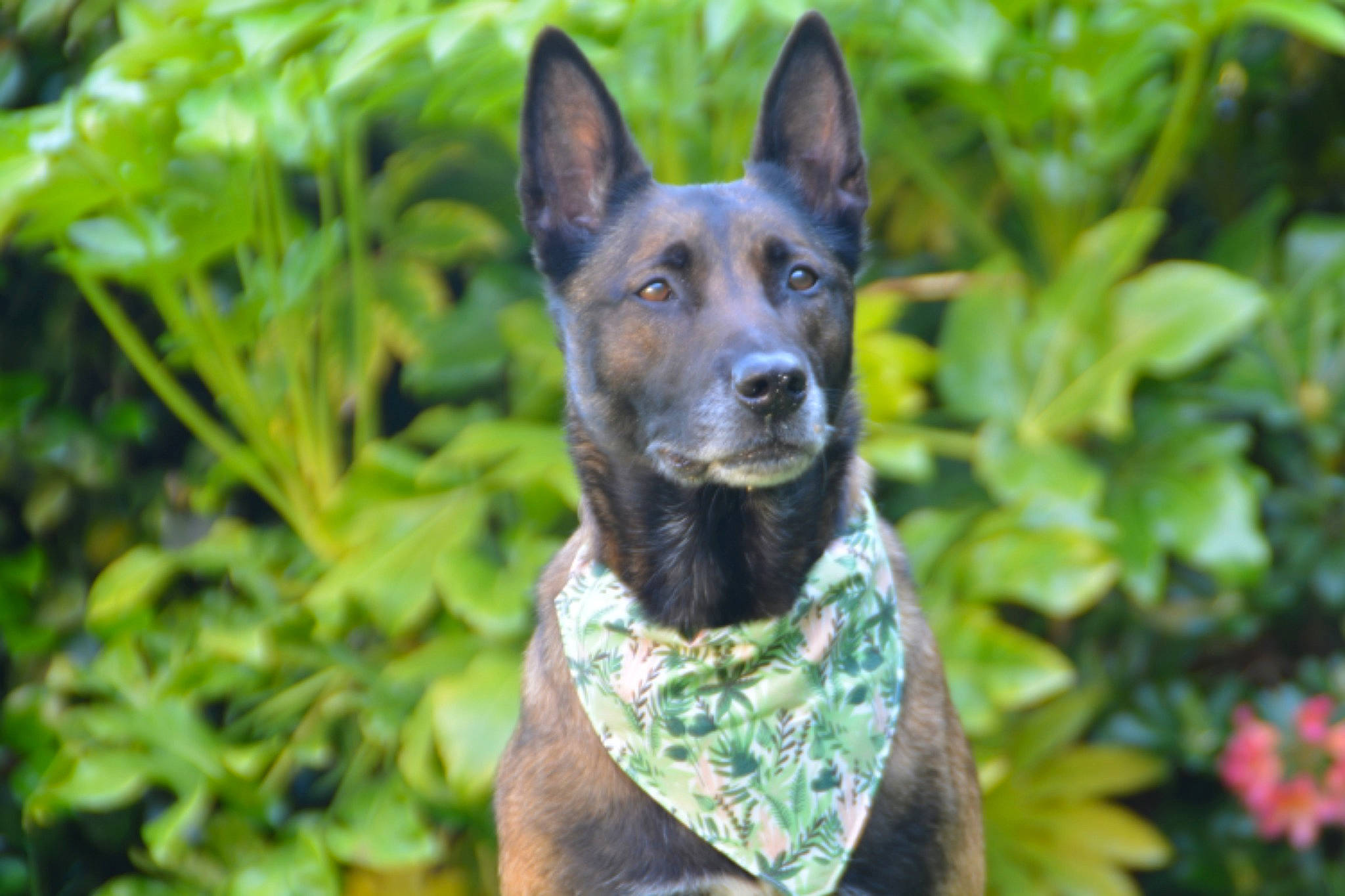 Izis participe au concours pour gagner de l'argent avec cette photo : australian_kelpie, canidae, carnivore, dog, dog_breed, dutch_shepherd_dog, formosan_mountain_dog, kunming_wolfdog, mammal, plant, rare_breed_dog, vertebrate, working_dog