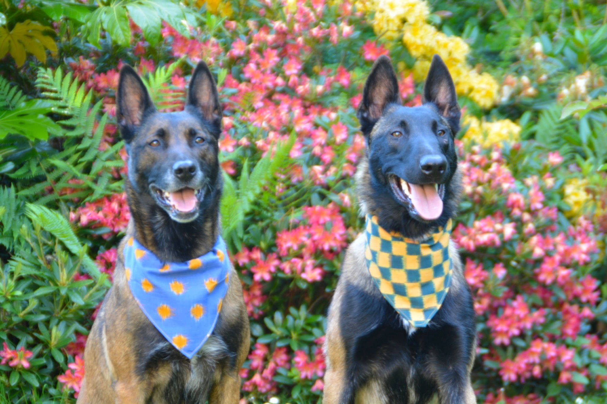 Izis a rejoint le concours — aidez-le/la à gagner de superbes lots ! australian_kelpie, autumn, black_norwegian_elkhound, canidae, carnivore, dog, dog_breed, east_european_shepherd, flower, german_shepherd_dog, kunming_wolfdog, leaf, mammal, plant, rare_breed_dog, schipperke, shiloh_shepherd_dog, vertebrate, working_dog