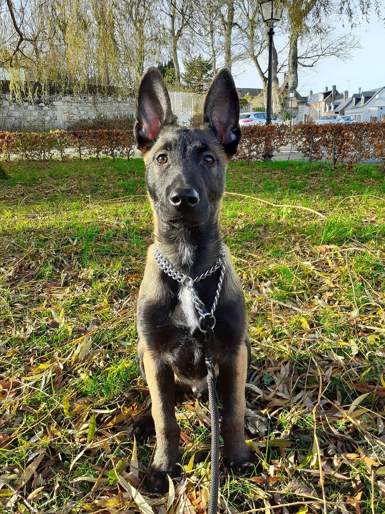 Hadès a rejoint le concours — aidez-le/la à gagner de superbes lots ! canidae, carnivore, dog, dog_breed, dutch_shepherd_dog, grass, mammal, plant, rare_breed_dog, sporting_group, vertebrate