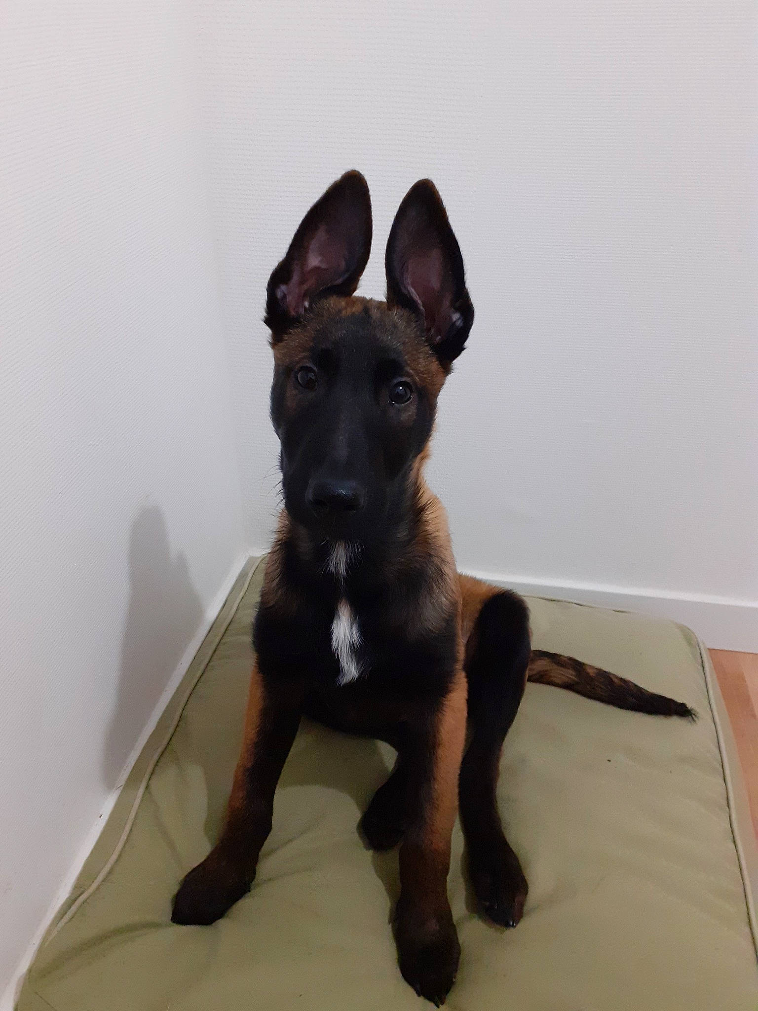 Hadès a rejoint le concours — aidez-le/la à gagner de superbes lots ! canidae, carnivore, companion_dog, dog, dog_breed, ear, formosan_mountain_dog, mammal, rare_breed_dog, snout, sporting_group, vertebrate