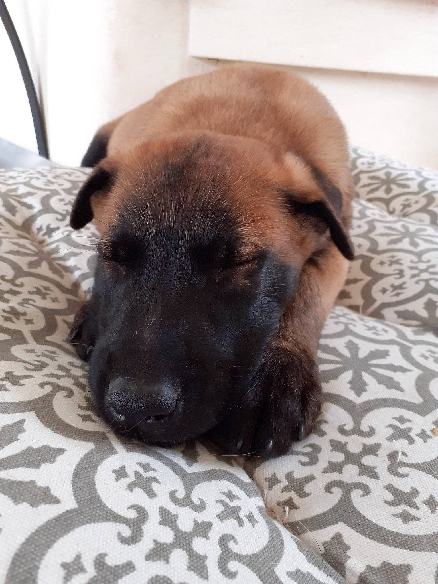 Hadès participe au concours pour gagner de l'argent avec cette photo : belgian_shepherd_malinois, black_mouth_cur, canidae, carnivore, dog, dog_breed, ear, fawn, mammal, potcake_dog, snout, whiskers