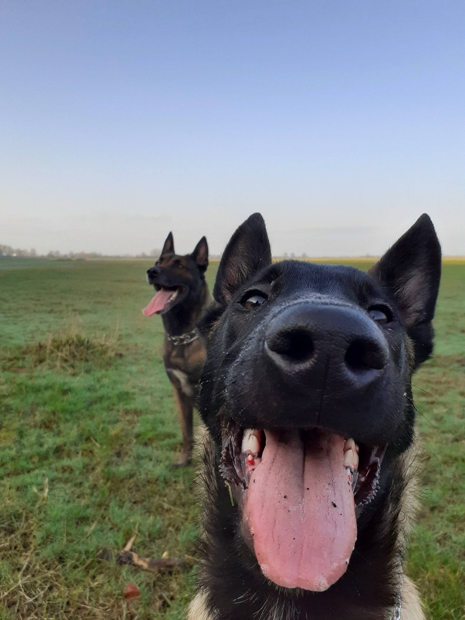 Hadès a rejoint le concours — aidez-le/la à gagner de superbes lots ! belgian_shepherd, black_norwegian_elkhound, bohemian_shepherd, canidae, carnivore, dog, dog_breed, dutch_shepherd_dog, german_shepherd_dog, herding_dog, kai_ken, king_shepherd, kunming_wolfdog, mammal, norwegian_elkhound, old_german_shepherd_dog, rare_breed_dog, shiloh_shepherd_dog, snout, vertebrate