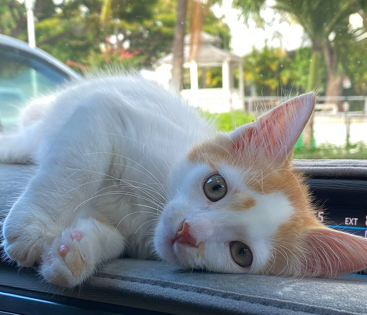 Kiki joined the competition — help win amazing prizes! carnivore, cat, claw, domestic_short_haired_cat, eye, fawn, felidae, fur, grass, paw, plant, sitting, small_to_medium_sized_cats, snout, tail, tree, whiskers, window