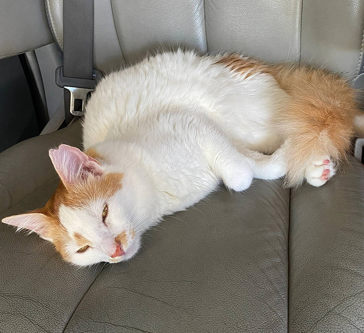 Kiki is registered to the contest to win money with this photo: carnivore, cat, claw, comfort, couch, domestic_short_haired_cat, fawn, felidae, flooring, fur, nap, paw, sleep, small_to_medium_sized_cats, snout, tail, whiskers