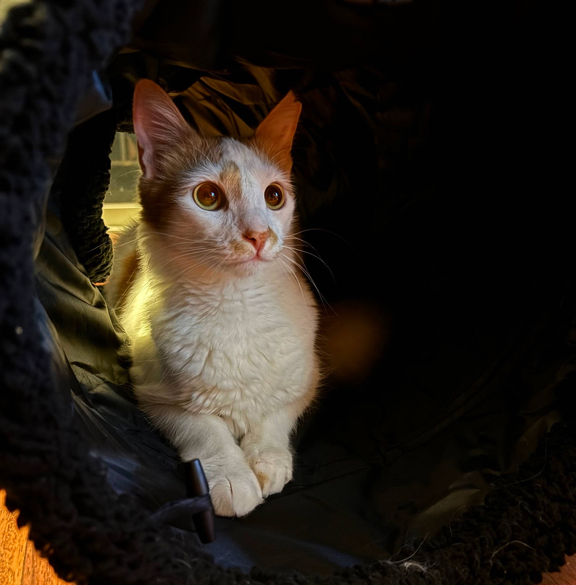 Kiki joined the competition — help win amazing prizes! carnivore, cat, darkness, domestic_short_haired_cat, fawn, felidae, fur, paw, plant, small_to_medium_sized_cats, snout, tail, tree, whiskers, wood