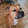 dog, brown_dog, pet, indoor, floor, tile_floor, sitting, office_chair, curious, calm, animal, canine, ears, snout, white_chest, paw, looking_up, home, domestic, companion