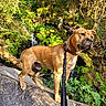 Scar participe au concours pour gagner de l'argent avec cette photo : adventure, animal, brown_dog, canine, collar, daylight, dog, forest, greenery, leash, moss, nature, outdoor, plants, rock, scenic, standing, sunlight, trees, waterfall