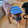 dog, indoor, visor_cap, wooden_table, tongue_out, brown_dog, floor, furniture, pet, canine, happy, panting, table, coat, backpack, blanket, living_room, home, domestic_animal, casual