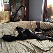 Oslo a rejoint le concours — aidez-le/la à gagner de superbes lots ! dog, black_and_white, lying_down, couch, blanket, living_room, armchair, cabinet, window, sunlight, relaxed, pet, indoor, furniture, home, resting, canine, comfort, nap, cozy