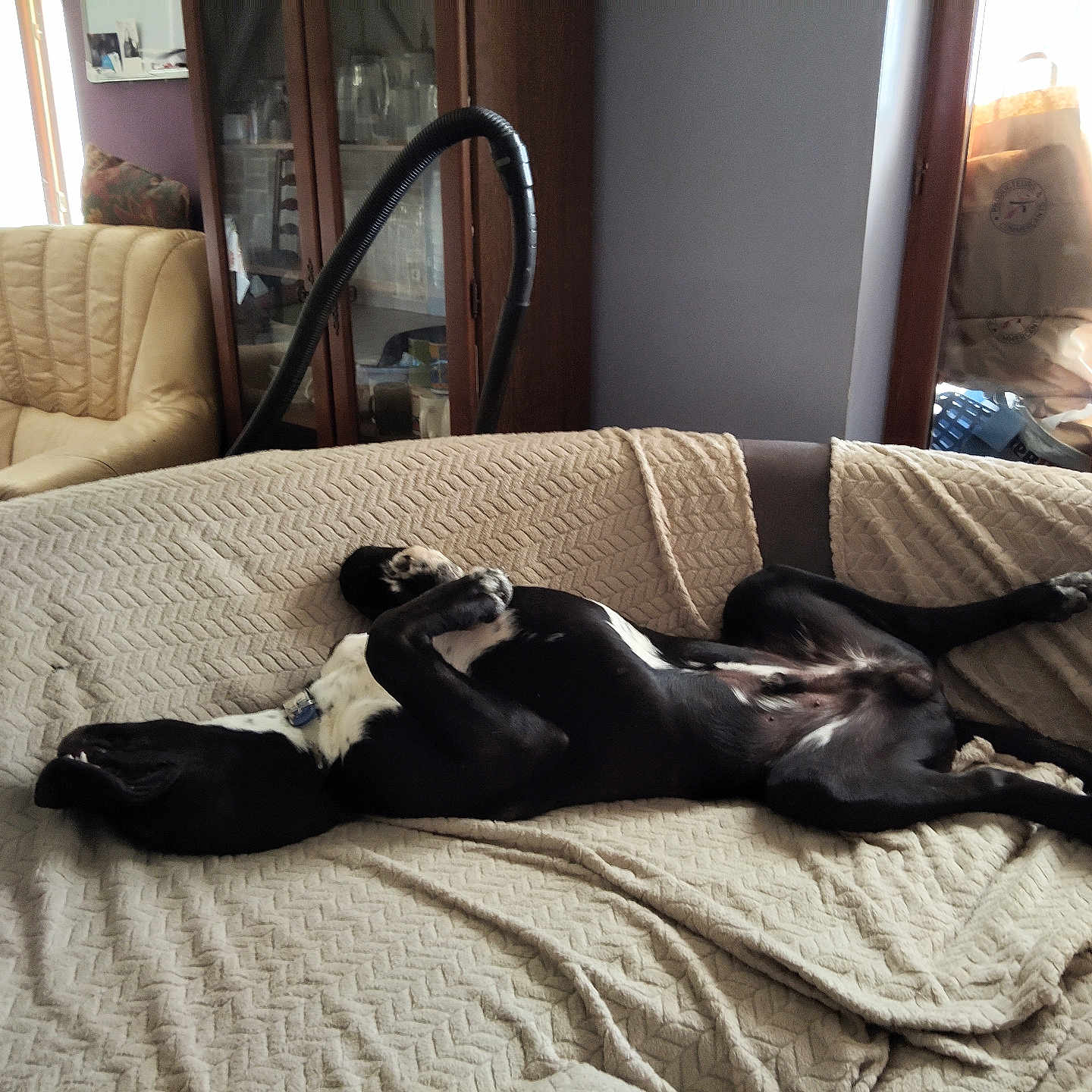 Oslo a rejoint le concours — aidez-le/la à gagner de superbes lots ! armchair, black_and_white, blanket, cabinet, canine, comfort, couch, cozy, dog, furniture, home, indoor, living_room, lying_down, nap, pet, relaxed, resting, sunlight, window