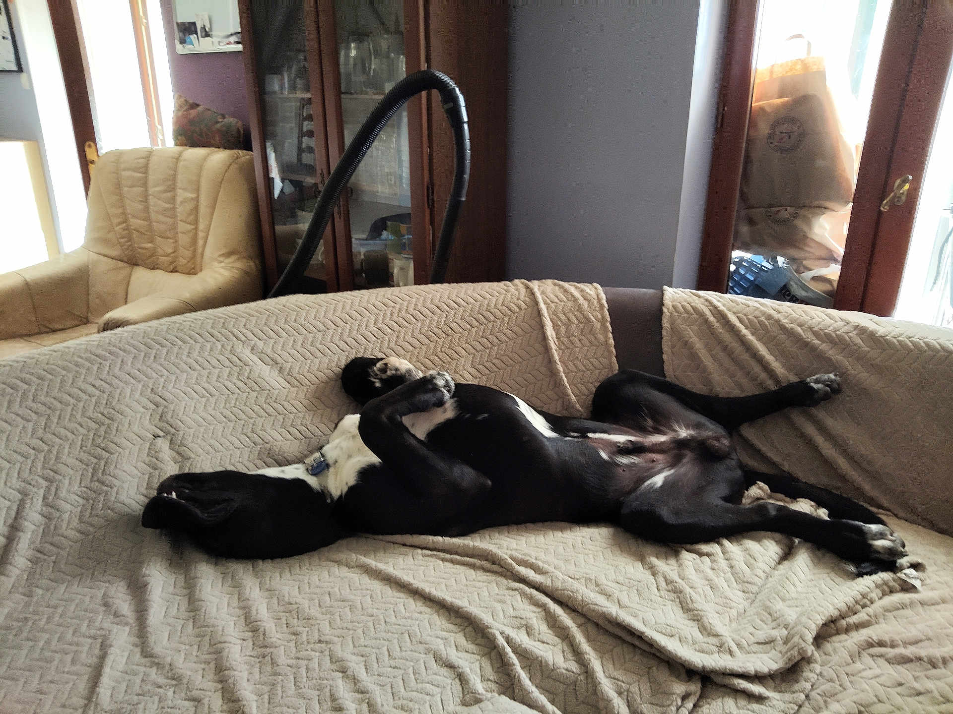 Oslo a rejoint le concours — aidez-le/la à gagner de superbes lots ! dog, black_and_white, lying_down, couch, blanket, living_room, armchair, cabinet, window, sunlight, relaxed, pet, indoor, furniture, home, resting, canine, comfort, nap, cozy