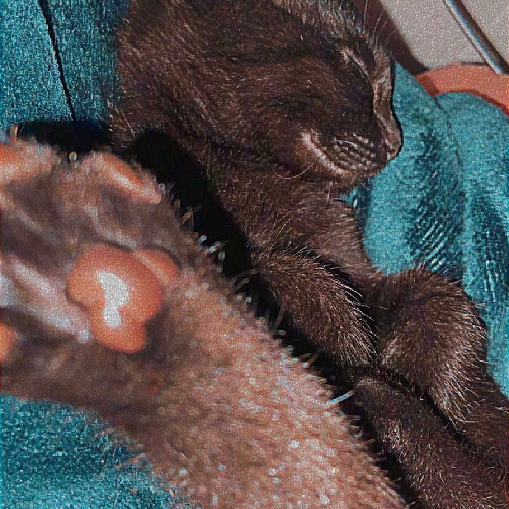 Ruby a rejoint le concours — aidez-le/la à gagner de superbes lots ! abyssinian, animal, blackcat, blanket, canine, cat, claw, computerhardware, dog, egyptiancat, electronics, fox, hardware, hook, kitten, manx, mouse, person, pet, sleeping