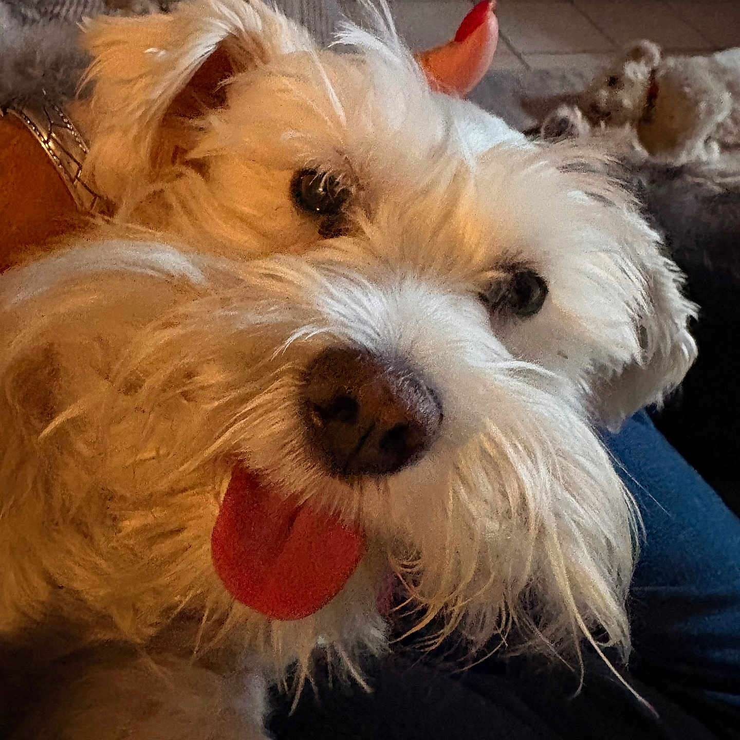 Madison is registered to the contest to win money with this photo: dog, white_dog, fluffy, tongue_out, close_up, indoor, pet, happy, cute, canine, fur, animal, companion, domestic, living_room, cozy, playful, friend, relaxed, cute_pet