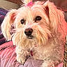 Madison joined the competition — help win amazing prizes! dog, white_dog, fluffy, pet, bow, pink_bow, quilted_blanket, pink_blanket, indoor, cute, curious, small_dog, fur, canine, companion, resting, cozy, close_up, portrait, animal