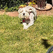 Madison is registered to the contest to win money with this photo: dog, grass, garden, potted_plant, sunlight, outdoor, fence, flowerpot, plant, hose, animal, pet, canine, relaxed, greenery, nature, yard, crossed_paws, decor, daylight