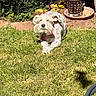 dog, grass, garden, potted_plant, sunlight, outdoor, fence, flowerpot, plant, hose, animal, pet, canine, relaxed, greenery, nature, yard, crossed_paws, decor, daylight
