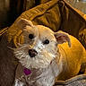 Madison is registered to the contest to win money with this photo: dog, pet, canine, bed, cozy, indoor, fur, beard, collar, tag, animal, cute, resting, warm_lighting, brown, white, ears, portrait, comfort, household