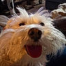 dog, white_dog, fluffy, close_up, tongue_out, happy, pet, indoor, living_room, fur, canine, animal, cute, smiling, cozy, domestic_animal, companion, portrait, relaxed, friendly