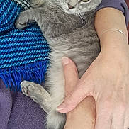 Choupette a rejoint le concours — aidez-le/la à gagner de superbes lots ! animal, blanket, blue_scarf, cat, close_up, comfort, couch, cozy, domestic, feline, fur, gray_cat, hands, indoor, person, pet, purple_clothing, relaxed, resting, sleepy