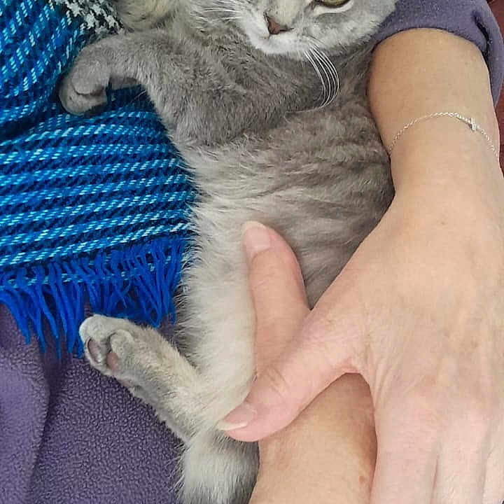 Choupette a rejoint le concours — aidez-le/la à gagner de superbes lots ! animal, blanket, blue_scarf, cat, close_up, comfort, couch, cozy, domestic, feline, fur, gray_cat, hands, indoor, person, pet, purple_clothing, relaxed, resting, sleepy