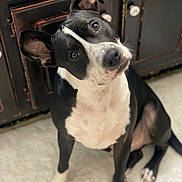 Titan joined the competition — help win amazing prizes! black_and_white, black_coat, bright_eyes, canine, centered_subject, curious, cute, dog, floor, head_tilt, indoors, large_ears, pet, photography, portrait, short_hair, sitting, white_chest, white_paws, wooden_furniture