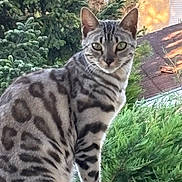 Tokio a rejoint le concours — aidez-le/la à gagner de superbes lots ! abyssinian, animal, backyard, cat, conifer, egyptiancat, fir, grass, jungle, kitten, manx, nature, ocelot, outdoors, pet, plant, pottedplant, tree, vegetation, yard