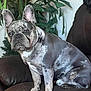 animal, brindle, companion, couch, cute, dog, domestic, ears, french_bulldog, fur, greenery, houseplant, indoor, leather, pet, plant, portrait, relaxed, sitting, small_dog