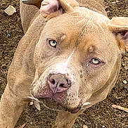 Country is registered to the contest to win money with this photo: alert, animal, brown_fur, canine, close_up, curious, daylight, dirt, dog, ears, four_legs, ground, looking_up, muddy_paws, muzzle, nature, outdoor, pet, pitbull, snout