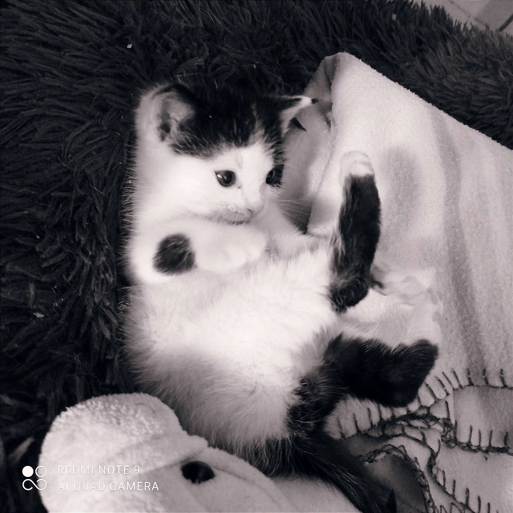 Willow a rejoint le concours — aidez-le/la à gagner de superbes lots ! carnivore, cat, claw, cloud, comfort, domestic_short_haired_cat, eye, felidae, foot, fur, hand, love, monochrome, monochrome_photography, paw, small_to_medium_sized_cats, snout, tail, tree, whiskers