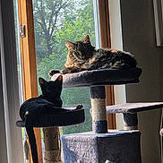 Eenie joined the competition — help win amazing prizes! animal, black_cat, cat, cat_tree, cats, cozy, daylight, domestic_cat, feline, fur, home, indoor, nature_view, pet, relaxed, resting, scratching_post, sunlight, tabby_cat, window