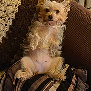 Luna is registered to the contest to win money with this photo: beige, brown, canine, companion, couch, crocheted_blanket, cute, dog, domestic_animal, ears, fluffy, fur, home, indoor, pet, pillow, relaxed, sitting, small_dog, striped_pillow