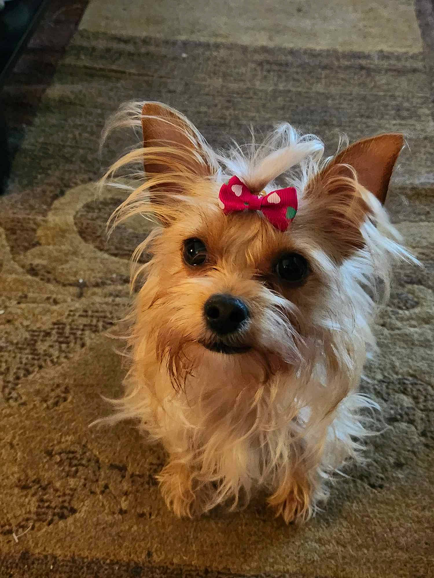 Luna joined the competition — help win amazing prizes! biewer_terrier, canidae, carnivore, collar, companion_dog, dog, dog_breed, dog_supply, fawn, fur, road_surface, small_terrier, snout, sporting_group, terrier, toy_dog, water_dog, working_animal, yorkipoo, yorkshire_terrier