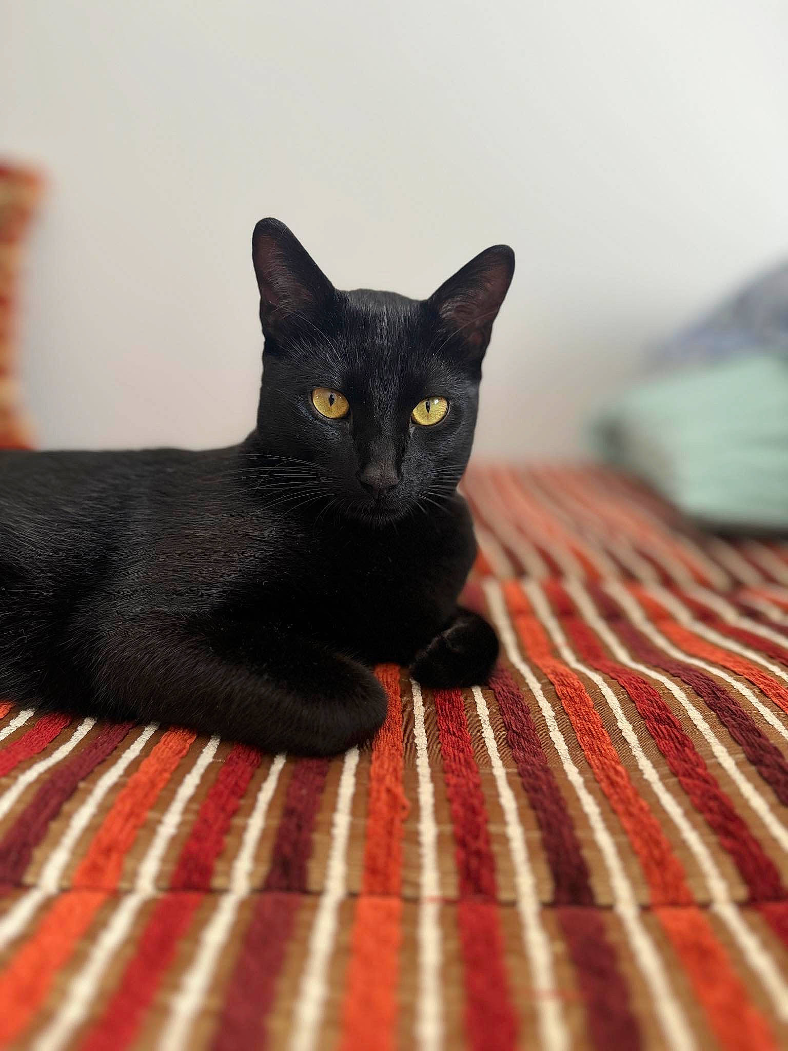 Obi participe au concours pour gagner de l'argent avec cette photo : black_cat, bombay, carnivore, cat, claw, comfort, domestic_short_haired_cat, felidae, flooring, fur, grey, hardwood, pattern, small_to_medium_sized_cats, tail, whiskers, wood