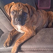 Bear joined the competition — help win amazing prizes! puppy, dog, brindle, couch, indoor, pet, animal, canine, young, fur, face, ears, eyes, nose, paw, relaxed, comfort, home, container, stitching