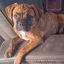 puppy, dog, brindle, couch, indoor, pet, animal, canine, young, fur, face, ears, eyes, nose, paw, relaxed, comfort, home, container, stitching