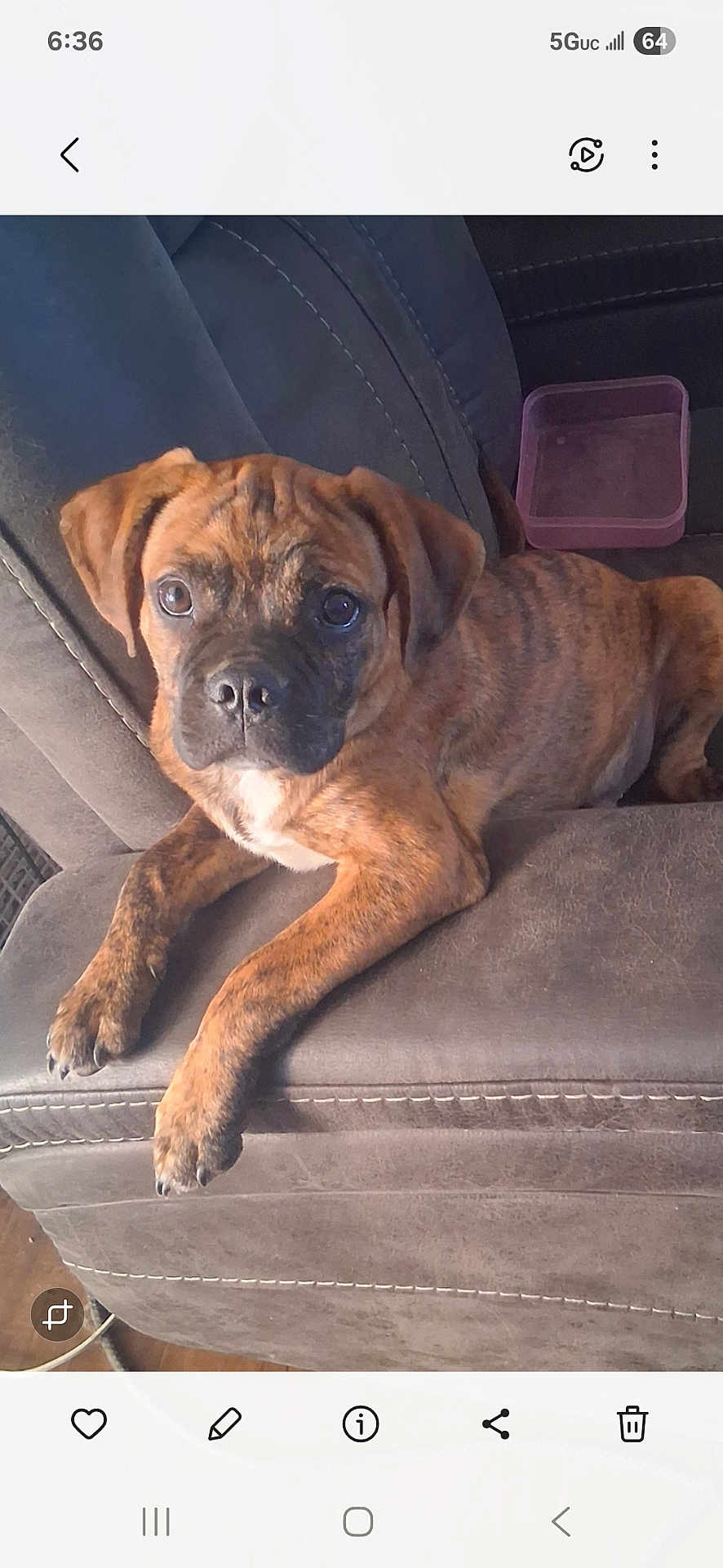 Bear joined the competition — help win amazing prizes! puppy, dog, brindle, couch, indoor, pet, animal, canine, young, fur, face, ears, eyes, nose, paw, relaxed, comfort, home, container, stitching