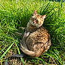 Savanna participe au concours pour gagner de l'argent avec cette photo : abyssinian, angora, animal, cat, field, grass, grassland, green, herbal, herbs, kitten, lawn, manx, nature, outdoors, pet, plant, reed, soil, vegetation