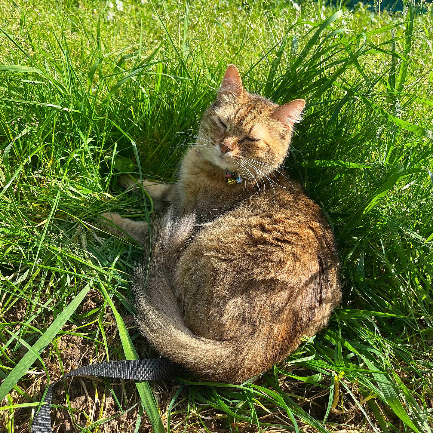 Savanna