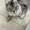 Ulan participe au concours pour gagner de l'argent avec cette photo : cat, gray_tabby, green_eyes, fluffy_fur, indoor, tiled_floor, pet, animal, close_up, whiskers, paw, cute, feline, relaxed, looking_up, mammal, domestic_cat, portrait, soft, resting