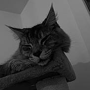 Ulan a rejoint le concours — aidez-le/la à gagner de superbes lots ! cat, sleeping, scratching_post, indoor, pet, feline, black_and_white, fur, whiskers, ears, close_up, resting, cozy, animal, domestic_animal, peaceful, texture, quiet, home, portrait