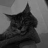 cat, sleeping, scratching_post, indoor, pet, feline, black_and_white, fur, whiskers, ears, close_up, resting, cozy, animal, domestic_animal, peaceful, texture, quiet, home, portrait