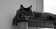 Ulan a rejoint le concours — aidez-le/la à gagner de superbes lots ! cat, scratching_post, indoor, window, toy_ball, furniture, relaxed, pet, animal, monochrome, black_and_white, fur, whiskers, ears, paw, resting, domestic_cat, cozy, home, light
