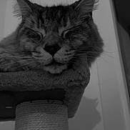 Ulan participe au concours pour gagner de l'argent avec cette photo : animal, black_and_white, cat, cat_tree, close_up, cozy, cute, domestic_cat, ears, face, feline, fur, head, indoor, peaceful, pet, portrait, resting, sleeping, whiskers